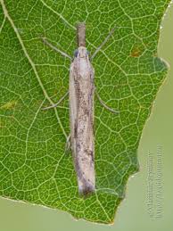 Attēlu rezultāti vaicājumam “Pediasia contaminella”