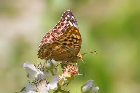 Attēlu rezultāti vaicājumam “Argynnis paphia female”