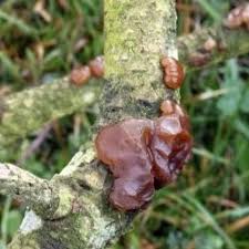 Attēlu rezultāti vaicājumam “Exidia saccharina”