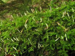 Attēlu rezultāti vaicājumam “Eocronartium muscicola”