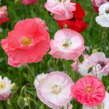 Image result for Papaver rhoeas 'Shirley'