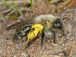 Attēlu rezultāti vaicājumam “Andrena vaga”