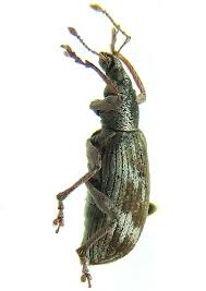 Attēlu rezultāti vaicājumam “Polydrusus tereticollis”