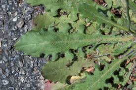 Attēlu rezultāti vaicājumam “Hypochaeris radicata leaf”