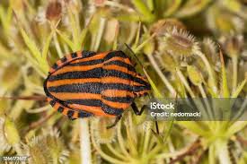 Attēlu rezultāti vaicājumam “Graphosoma lineatum”