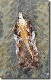 Attēlu rezultāti vaicājumam “Acleris cristana”