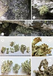 Attēlu rezultāti vaicājumam “Ramalina pollinaria”