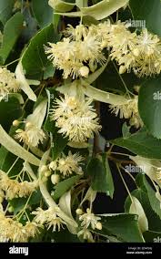 Attēlu rezultāti vaicājumam “Tilia platyphyllos subsp. cordifolia flower”