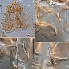 Attēlu rezultāti vaicājumam “Licea castanea sessile”