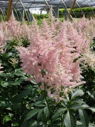 Image result for Astilbe