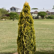 Attēlu rezultāti vaicājumam “Thuja occidentalis”