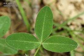 Attēlu rezultāti vaicājumam “Trifolium medium”