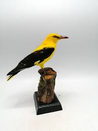 Attēlu rezultāti vaicājumam “Oriolus oriolus male”