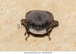 Attēlu rezultāti vaicājumam “Myotis dasycneme”