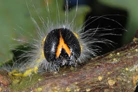 Attēlu rezultāti vaicājumam “Phalera bucephala larva”