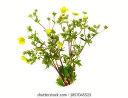 Attēlu rezultāti vaicājumam “Potentilla erecta fruit”