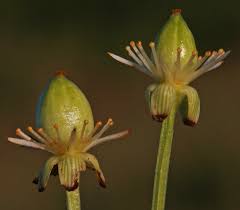 Attēlu rezultāti vaicājumam “Parnassia palustris fruit”