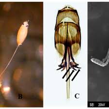 Attēlu rezultāti vaicājumam “Chrysopidae eggs”