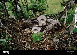 Attēlu rezultāti vaicājumam “Buteo buteo nest”