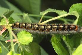 Attēlu rezultāti vaicājumam “Lasiocampa quercus imago”