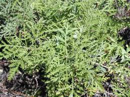 Image result for Artemisia gmelinii