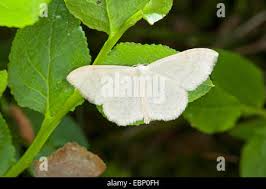 Attēlu rezultāti vaicājumam “Scopula floslactata”