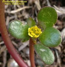 Attēlu rezultāti vaicājumam “Portulaca oleracea”