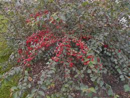 Attēlu rezultāti vaicājumam “Cotoneaster multiflorus leaf”