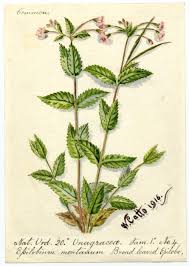 Attēlu rezultāti vaicājumam “Epilobium montanum leaf”