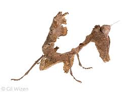 Attēlu rezultāti vaicājumam “Agrodiaetus damon underside”