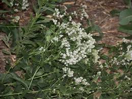Attēlu rezultāti vaicājumam “Lepidium latifolium”