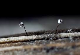 Attēlu rezultāti vaicājumam “Physarum penetrale”