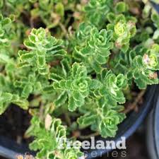 Attēlu rezultāti vaicājumam “Diderma tigrinum stalked”