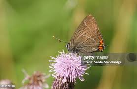 Attēlu rezultāti vaicājumam “Theclinae”