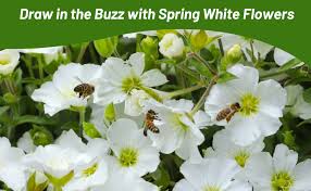 Attēlu rezultāti vaicājumam “Carex arenaria  flower”