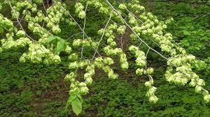 Attēlu rezultāti vaicājumam “Ulmus glabra flower”