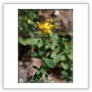 Attēlu rezultāti vaicājumam “Hypericum maculatum”