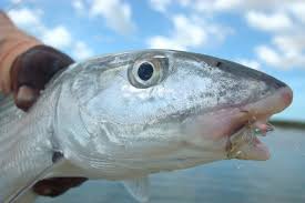 Image result for Albula glossodonta