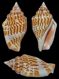 Image result for Aliger gigas