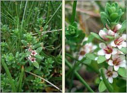 Attēlu rezultāti vaicājumam “Glaux maritima flower”