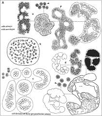Attēlu rezultāti vaicājumam “Gloeocapsa rupestris”