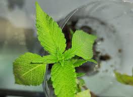 Attēlu rezultāti vaicājumam “Galeopsis tetrahit leaf”