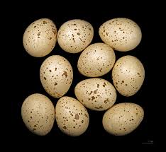 Attēlu rezultāti vaicājumam “Bonasa bonasia eggs”