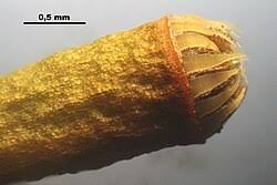 Attēlu rezultāti vaicājumam “Plagiomnium cuspidatum sporophyte”