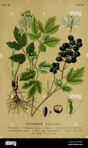 Attēlu rezultāti vaicājumam “Actaea spicata leaf”