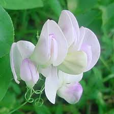 Attēlu rezultāti vaicājumam “Lathyrus latifolius bud”