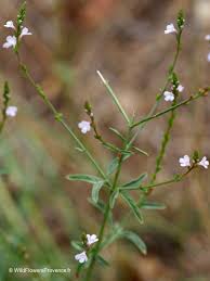 Image result for Verbena officinalis