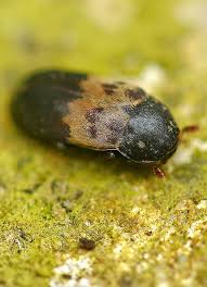 Attēlu rezultāti vaicājumam “Dermestidae”