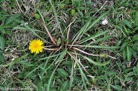 Attēlu rezultāti vaicājumam “Taraxacum suecicum leaf”