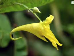 Attēlu rezultāti vaicājumam “Impatiens noli-tangere”